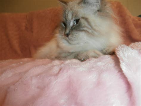 We will not be raising kittens for the entire year of 2021. Siberian Cat Queens - Neva Masquerade - Heart of Gold ...