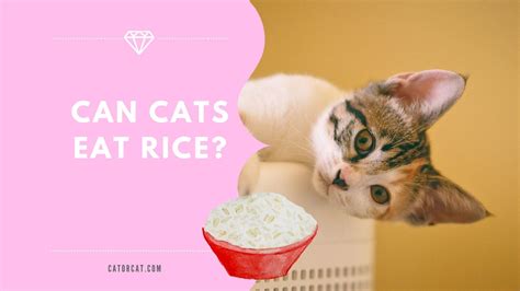 Not only can human food be perfectly safe for cats, but some of your groceries could actually be good for them. Can Cats Eat Rice | Is it Safe or Not? | Does it Help With ...