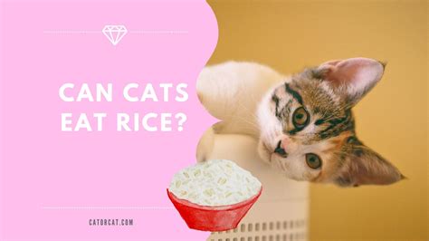 Cats should always be provided with cooked fish to minimise the risk of salmonella poisoning. Can Cats Eat Rice | Is it Safe or Not? | Does it Help With ...