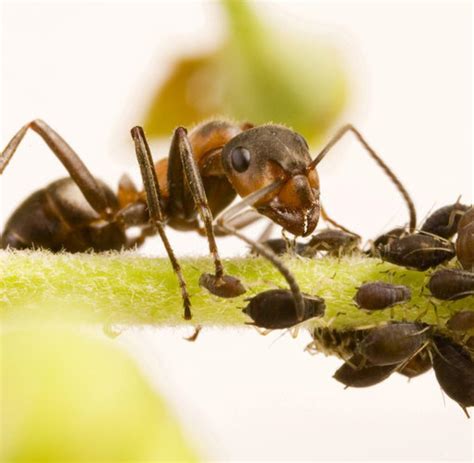 Das geht mit diesen 10 schonenden hausmitteln richtig wer die kleinen krabbler nachhaltig vertreiben will, kann das auch mit dem hausmittel essig tun ameisen in haus und garten? Was tun gegen ameisen auf rosen. Ameisenplage - was tun ...