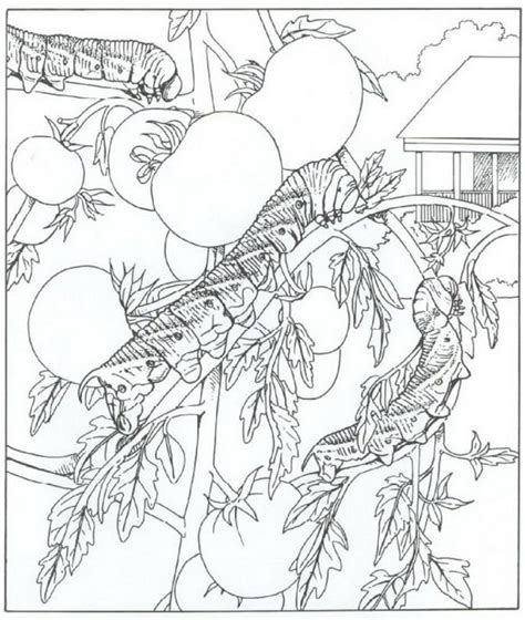 Train coloring pages easy coloring pages free adult coloring pages animal coloring pages coloring pages to print coloring books coloring sheets wood burning patterns wood burning art. 40 coloring pages of Nature around the house | Coloring ...