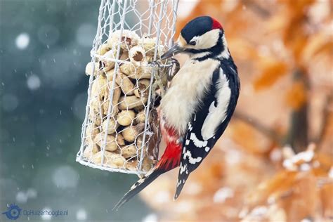 Bekijk meer ideeën over vogels, huisdier vogel, vogeltjes. Nationale Tuinvogeltelling 2019 - OpHuizerhoogte.nl