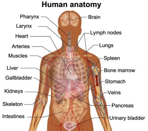 It's also the largest joint in the body. Parts Of Male Body With Diagram