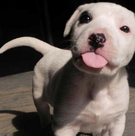 The bully kutta are also not recommended for apartment life since they need considerable. Pure White Bully Kutta Puppy - Pet Paw