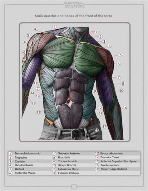 The muscles of the lower back, including the erector spinae and quadratus lumborum muscles, contract to extend and laterally bend the vertebral column. Torso Muscles #figuredrawing #figure #drawing #torso (con ...