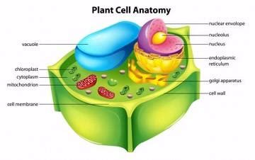 The centriole is the dense center of the. Plant Cell vs Animal Cell | Sutori