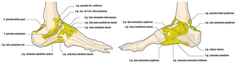 In common usage, the term ankle refers exclusively to the ankle region. Anatomie ligamentaire de la cheville - Le livre de ...