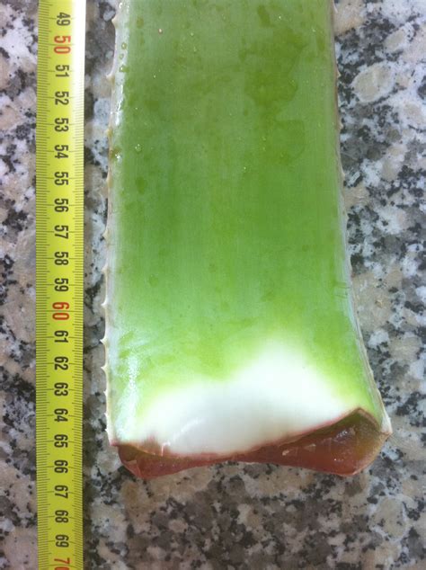 Aloe vera qualität zu günstigen preisen ! WORKSHOP: Verarbeitung Aloe Vera Blatt - www.AloeCanaria.com
