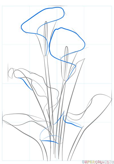 Contour the calla lily, trying to vary the thickness and darkness of the line. How to draw a calla lily | Flower drawing tutorials ...