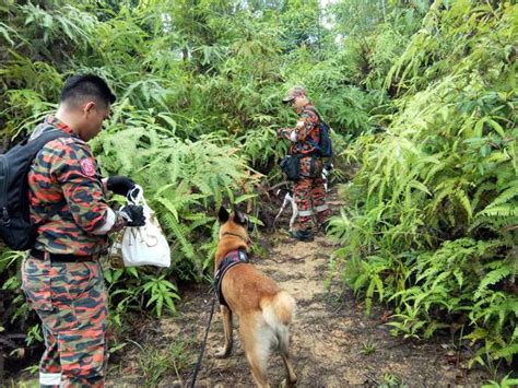 Seperti kumpulan gambar pohon di bawah ini, yang sedikit banyak mengilustrasikan keberagaman itu. Selain Acap, Berikut Adalah Kisah Mereka Yang Pernah ...