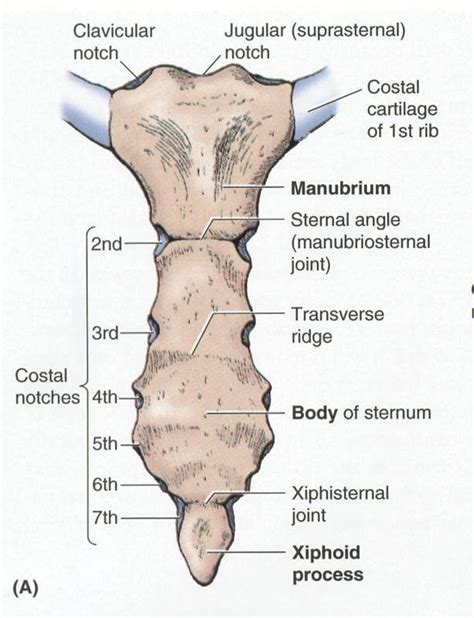 In most tetrapods, ribs surround the chest, enabling the lungs to expand and thus facilitate breathing by expanding the chest cavity. Sternum - Anatomy, Fracture, Pain and Location