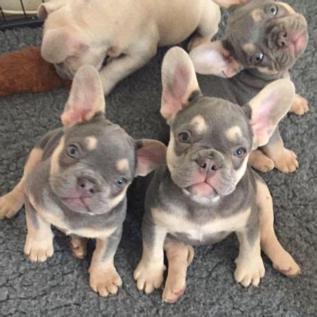 He's also a good choice for those who might have trouble giving a more active breed ample exercise. French Bulldog puppy for sale in MILLVILLE, MA. ADN-70754 ...