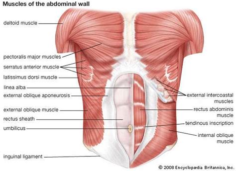 As long as you can diagnose what we have to offer. Pictures Of Abdominal Muscles