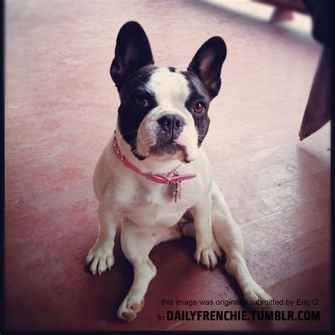 Frenchie puppies available in the finger lakes area. Pearl from NY lounging at her house upstate. by Eric ...