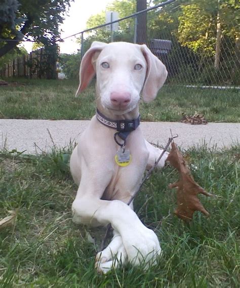 Look at pictures of vizsla puppies who need a home. look at this precious girl! i want to adopt her so bad ...