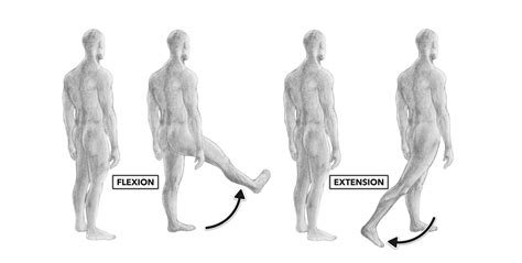 We did not find results for: CrossFit | Movement About Joints, Part 5: The Hip