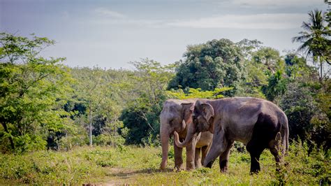 The phuket elephant sanctuary is the first ethical sanctuary in phuket, thailand and my first elephant sanctuary experience. Phuket Elephant Sanctuary | FIRST ETHICAL ELEPHANT SANCTUARY