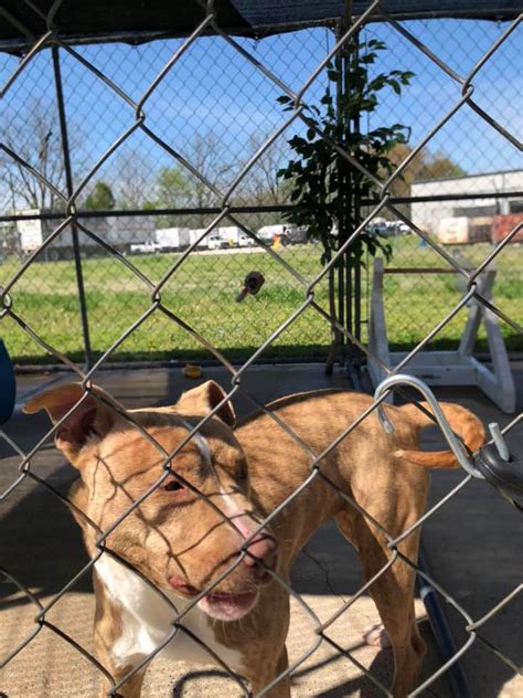 I make videos for the dogs that are available for adoption at camden county animal shelter in blackwood, nj. Paris-Henry County Animal Control - Home | Facebook