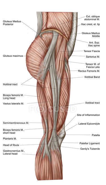 The names of leg and foot muscles provide clues to their location, function, shape, or size. Anatomy of human thigh muscles with labels — plantaris ...