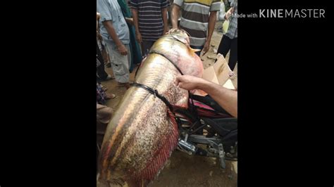 Anda dapat mulai mengobati ikan anda dengan perawatan yang berbeda, namun ini biasanya lebih banyak ruginya daripada untungnya. Viral warga mancing ikan raksasa sungai tulang bawang ...