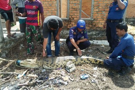 Saran kami, jangan terlalu ambisius. Banjir Kiriman Malaysia Rendam 8 Desa di Nunukan, Buaya ...