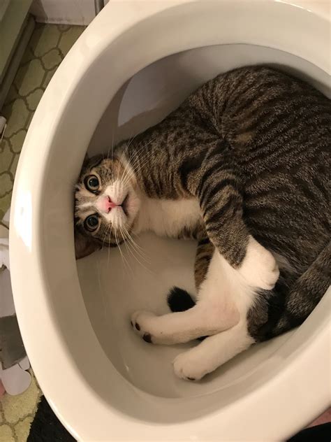 How long does it take for a cat to return home? Dad started putting in new toilet. Walked away for a few ...