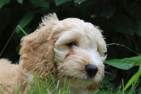 How long are pet rabbits supposed to sleep? How Many Hours Do Cockapoo Sleep?