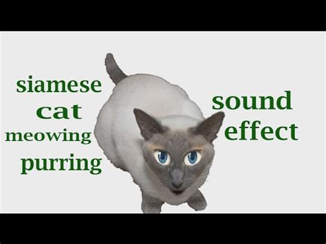 We did not find results for: The Animal Sounds: Siamese Cat Meowing and Purring / Sound ...