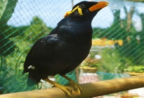 Burung elang jawa hidup di daerah hutan primer dan hutan sekunder pada ketinggian 300mdpl. Mengenal Ciri, Jenis, dan Cara Perawatan Burung Beo Si Peniru Suara Manusia - TheMoonDoggies