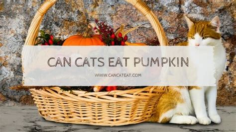 Pumpkin pie, for instance, is a traditional part of thanksgiving meals in canada and the united often, it is made into pumpkin pie, various kinds of which are a traditional staple of the canadian pumpkins that are still small and green may be eaten in the same way as summer squash or zucchini. 13 Beneficial Fact About Can Cats Eat Pumpkin | Is Pumpkin ...