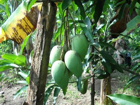 Pokok mangga harum manis malaysia online plant nursery KENALI POKOK SAYANGI POKOK: MANGGA CHOKANAN