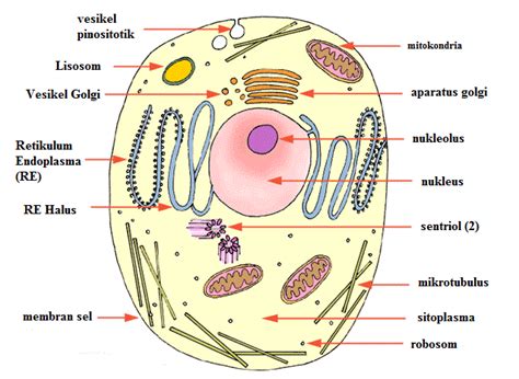 Jenis, fungsi, letak, gambar dan contohnya. Sel Pada Tumbuhan Dan Hewan - Mangkubumi Blog