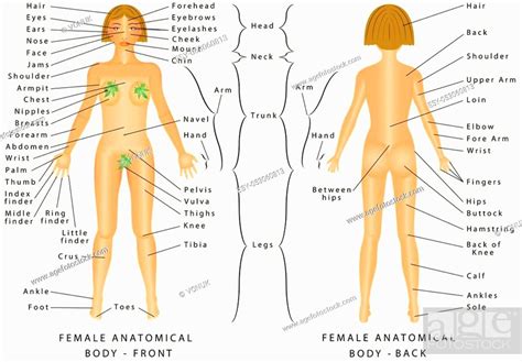 This article looks at female body parts and their functions, and it provides an interactive diagram. Regions of Female Body. Female body - Front and Back ...