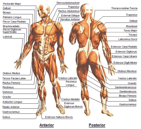 You can control your skeletal muscles to walk, run, pick up things, play an instrument, throw a baseball, kick a soccer ball, push a lawnmower, or ride a bicycle 3. Human Anatomy Chart - Physiology Chart - - Ygraph