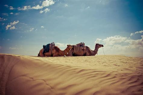 Statistics about camel urine use are rare, but if you spend any time in yemen you'll find some people, mostly in the countryside, who drink urine as a cure for whatever ails them. Tunisia, Desert, Camels waiting for their riders. | Tunesien