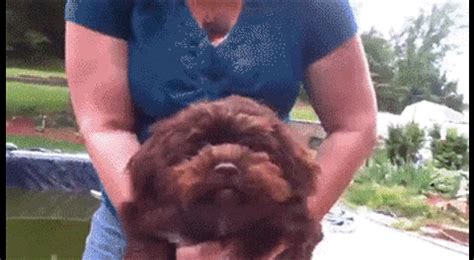 Free download hd or 4k use all videos for free for your projects. Angry Dog - Coub - The Biggest Video Meme Platform