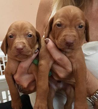 Not all breeders are reputable; Vizsla puppy for sale in GERMANTOWN, WI. ADN-45473 on ...