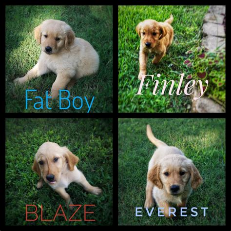 You will find golden retriever dogs for adoption and puppies for sale under the listings here. Golden Retriever Puppies For Sale | Fairland, OK #306245