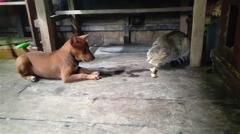 Maksud peribahasa 'seperti anjing dengan kucing' kini sudah berubah. Anak_anjing_berkelahi_dengan_kucing - YouTube