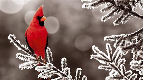 The male cardinal's red color is always. Cardinal Bird Wallpapers - Wallpaper Cave