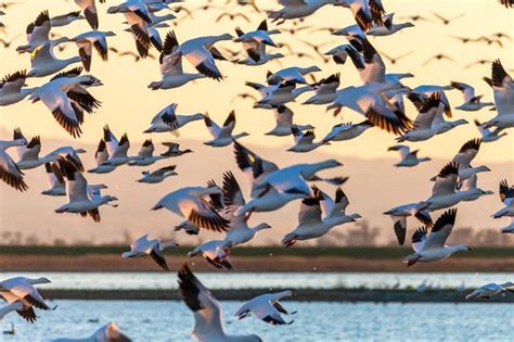 H5n8 bird flu is not known to have ever infected humans, according to experts. Tracking the spread of bird flu