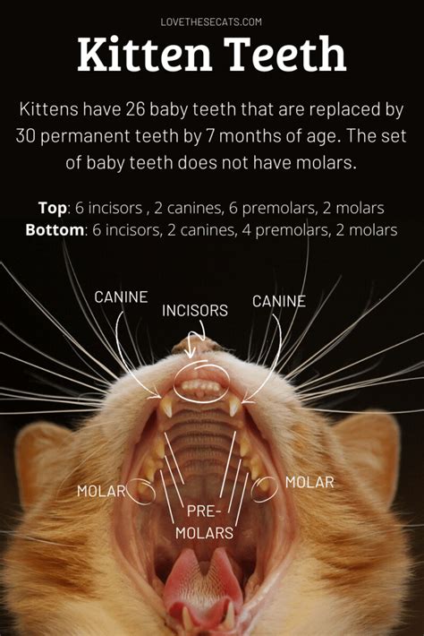 If they are chewing slower than usual, or more tentatively, it could be a sign their gums are hurting. Kitten Teething ⋆ Love These Cats