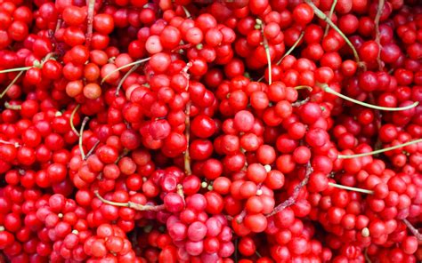 It is part of the center for agriculture, food and the environment within the college of natural sciences at the university of massachusetts. Top 7 Benefits Of The Ancient Schisandra Berry - FreshCap ...