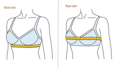 Bust mostly used in an acronym unclassified in category miscellaneous that means basic urban skills training. What is the meaning of letters 'B', 'C' etc., in women bra ...