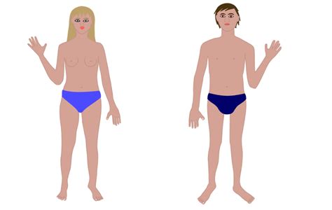 Human body men and women. Human body, man and woman (101355) Free SVG Download / 4 ...