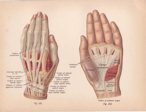 Diagram showing the tendons and ligaments of the ankle and. antique medical hand diagrams - Google Search | Victorian ...