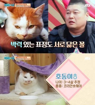 양종구 기자의 100세 시대 건강법. 자기 닮은 고양이 만난 강호동 : 네모판