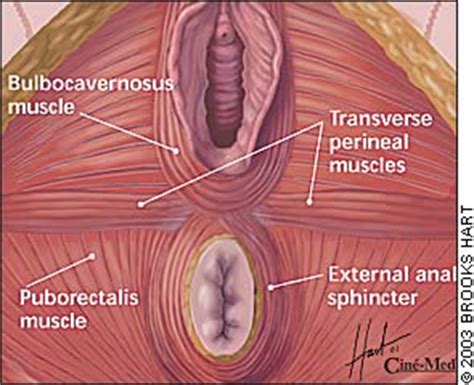 Find the perfect perineum stock photos and editorial news pictures from getty images. Repair of Obstetric Perineal Lacerations - American Family ...