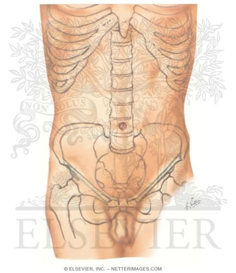 « previous (anatomy) next (regional lymph nodes) ». Quadrants Labeled Anatomy : Handbook Muscle System ...