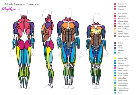 Learn about anatomy back muscles with free interactive flashcards. Muscle Anatomy - Turnaround by HeartGear on deviantART (With images) | Muscle anatomy, Human ...